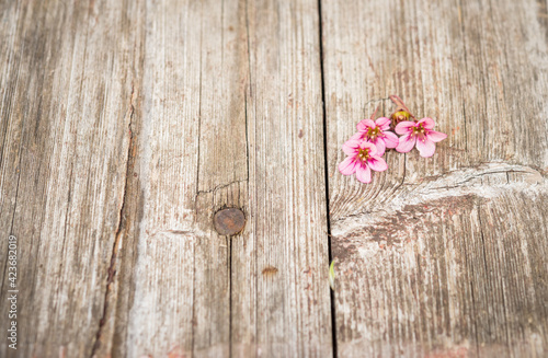 Tiny pink flowers on an old shabby desk. Copy space