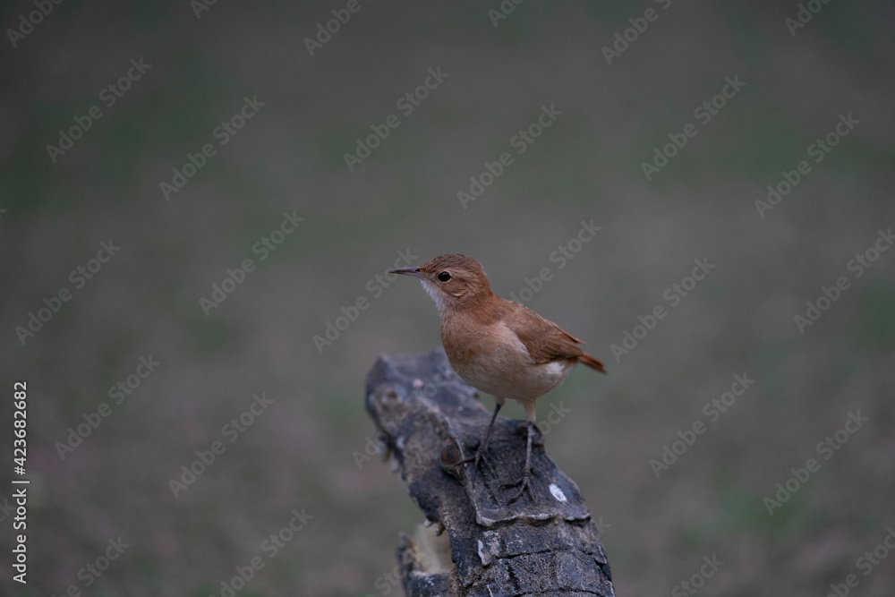 The Rufous hornero (Furnarius rufus) The Rufous hornero (Furnarius rufus)