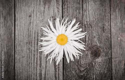White flower. Daisy on old wooden background