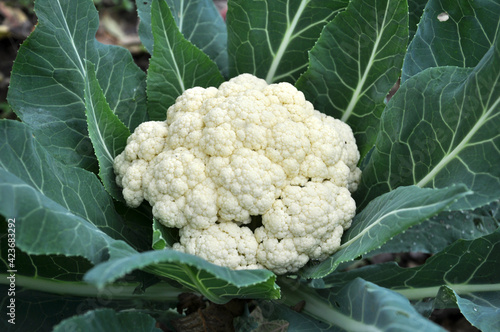  In organic soil grown cauliflower