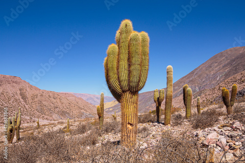 Cardon cactus (Echinopsis atacamensis pasacana) in the semi-desert of northwest Argentina photo