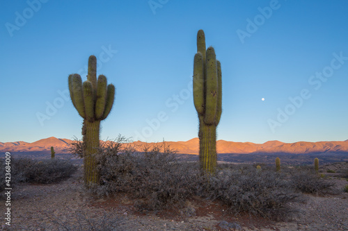 Cardon cactus (Echinopsis atacamensis pasacana) in the semi-desert of northwest Argentina at sunrise