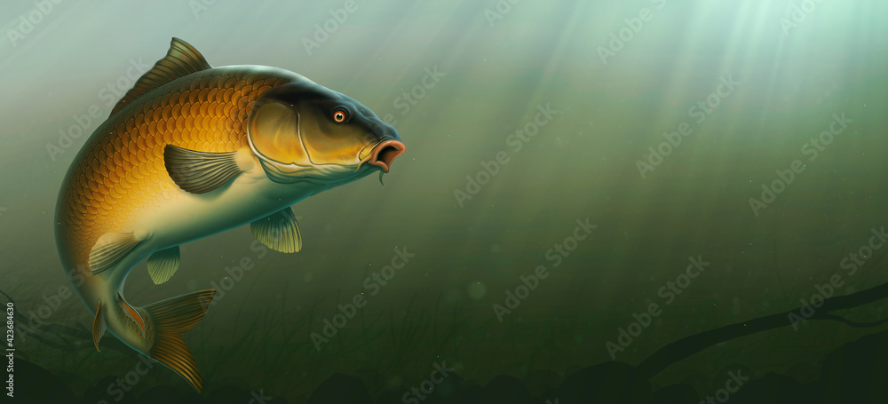 Carp fish (koi) realism isolate illustration. Fishing for big carp, feeder fishing,  carp fishing. Carp underwater at the bottom of a river or lake. Stock  Illustration