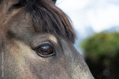 Pferd   Pony  Auge 