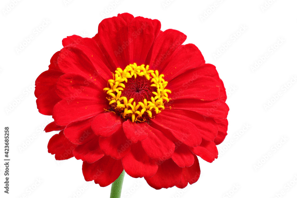 Red zinnia isolated on white. Very detailed Red zinnia isolated on white. Very detailed