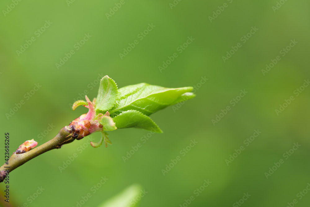 young leaves wake up on the trees spring comes - Image young leaves wake up on the trees spring comes - Image