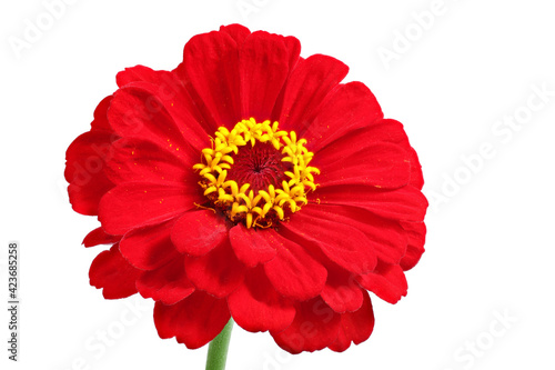 Red zinnia isolated on white. Very detailed