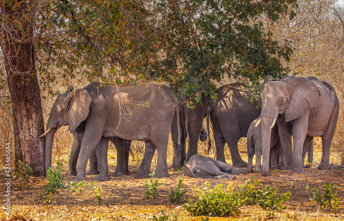 African Elephants (Loxodonta africana) take a rest in the shade of a tree to escape from the heat during the hottest part of the day