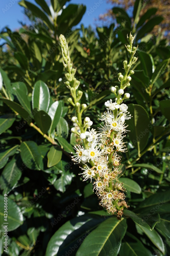 flowers of a tree with leaves flowers of a tree with leaves