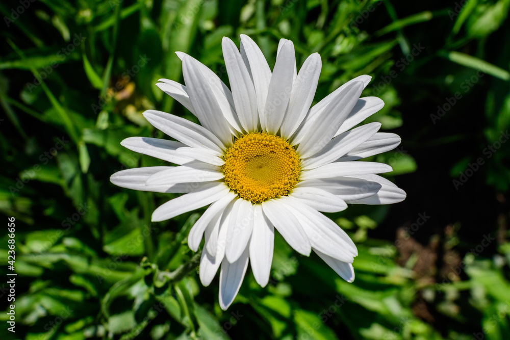 Close up of one large white Leucanthemum vulgare flower known as ox - eye daisy, oxeye daisy or dog daisy in a sunny summer garden, fresh natural outdoor and floral background. Close up of one large white Leucanthemum vulgare flower known as ox - eye daisy, oxeye daisy or dog daisy in a sunny summer garden, fresh natural outdoor and floral background.