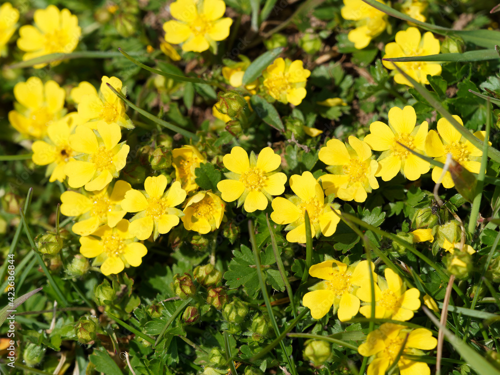 Fleurs de potentilles sauvages à corolles jaune vif sur tiges rougeâtres à feuilles caulinaires, spatulées, bords dentés, vert foncé brillante Fleurs de potentilles sauvages à corolles jaune vif sur tiges rougeâtres à feuilles caulinaires, spatulées, bords dentés, vert foncé brillante