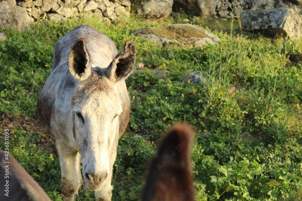 Fototapeta premium burro pastando por el prado al atardecer 