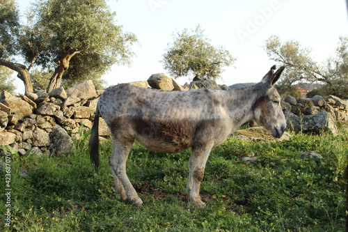 burro pastando por el prado al atardecer 