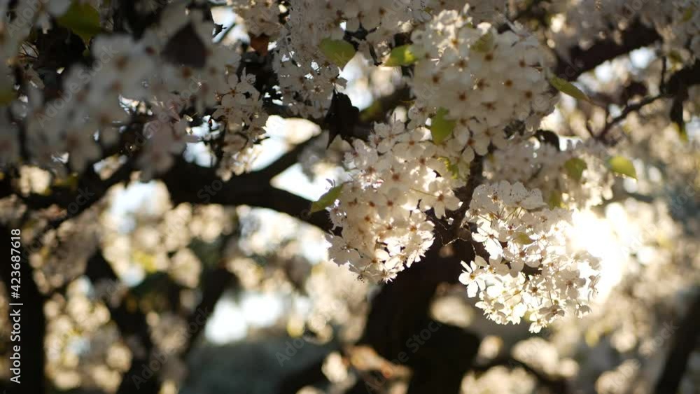 Spring white blossom of cherry tree, California, USA, Balboa Park. Delicate tender sakura flowers of pear, apple or apricot. Springtime fresh romantic atmosphere, pure botanical bloom soft focus bokeh Spring white blossom of cherry tree, California, USA, Balboa Park. Delicate tender sakura flowers of pear, apple or apricot. Springtime fresh romantic atmosphere, pure botanical bloom soft focus bokeh