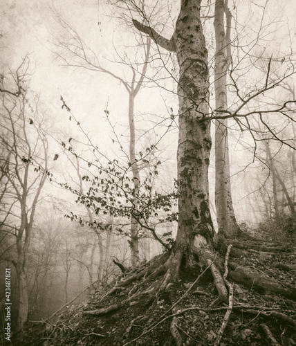 Foggy Beech Forest with Bare Trees in Winter, black and white
