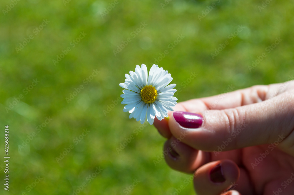 mano de mujer sujetando en el aire una margarita, de fondo el campo verde, imagen de primavera y verano. mano de mujer sujetando en el aire una margarita, de fondo el campo verde, imagen de primavera y verano.