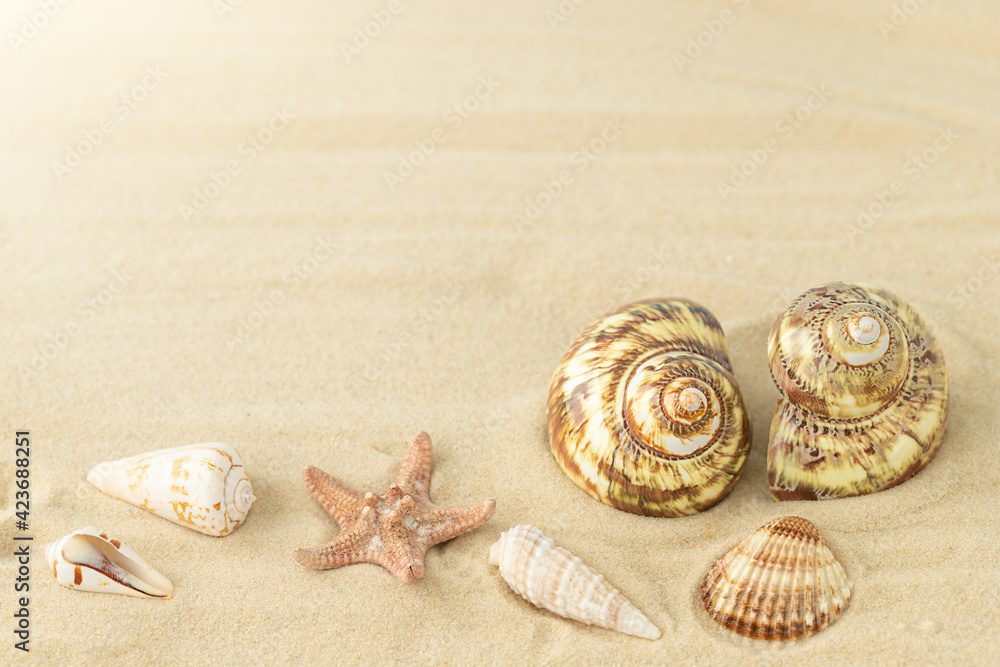 Summer background - seashells and starfish on the sand Summer background - seashells and starfish on the sand