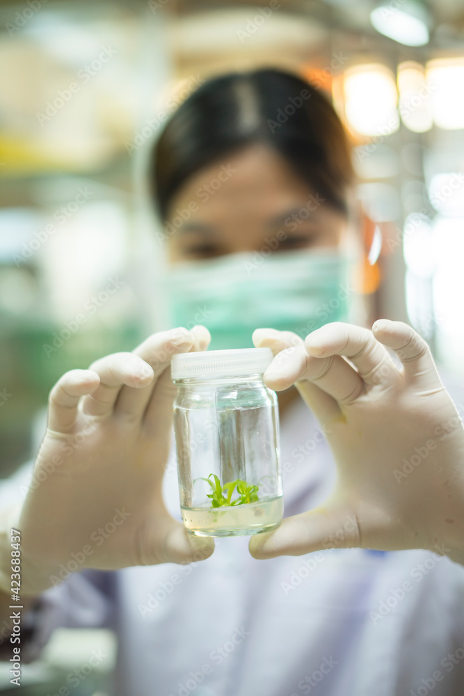 Researchers are examining aquatic plants in a tissue culture room. To be sold in the market.
Plant tissue culture is a techniques used to grow plant cells under sterile conditions
Researchers are examining aquatic plants in a tissue culture room. To be sold in the market.
Plant tissue culture is a techniques used to grow plant cells under sterile conditions