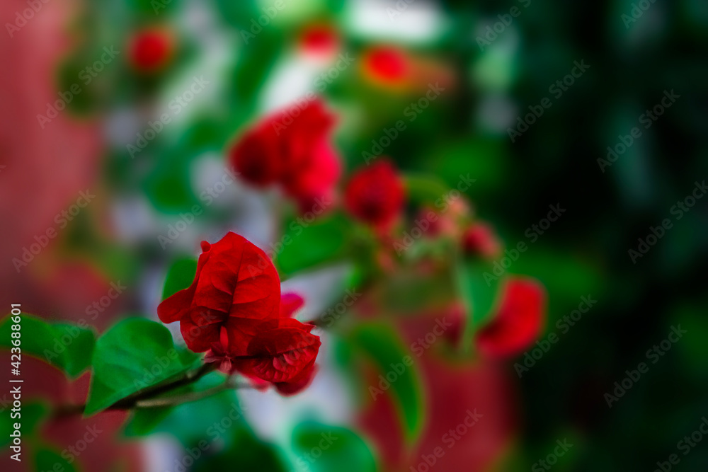 Red bougainvillea 