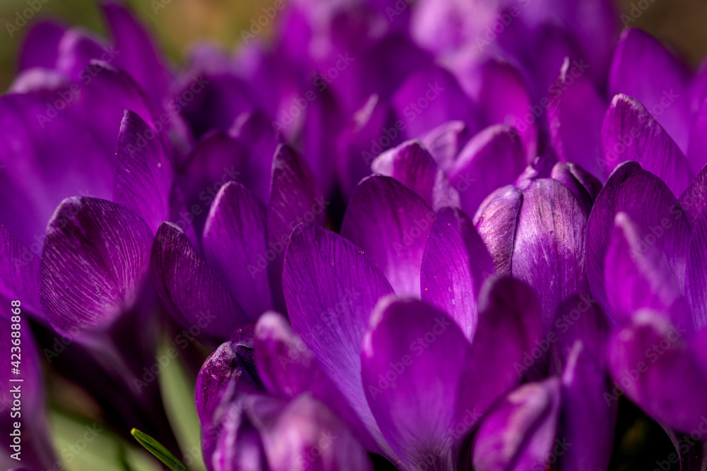 Krokusse lila Krokusse lila