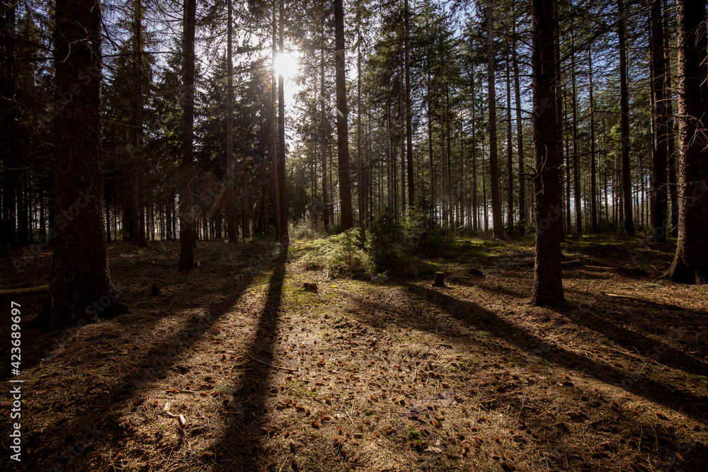 Obraz premium Sunlight peaking through tree trunks backlighting vegetation growing beneath large conifer trees in a dark forest with needles and pineapples on the ground