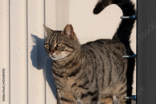 Cat in Istanbul, Turkey. Homeless Cute Cat.