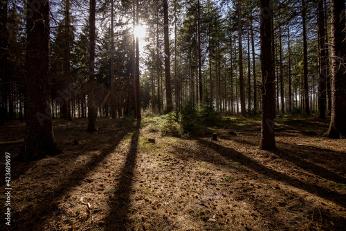 Sunlight peaking through tree trunks backlighting vegetation growing beneath large conifer trees in a dark forest with needles and pineapples on the ground © Maarten Zeehandelaar