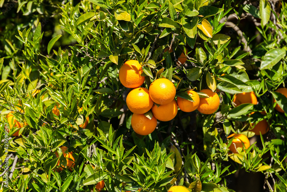 Vibrant oranges on a tree. Fruits garden.