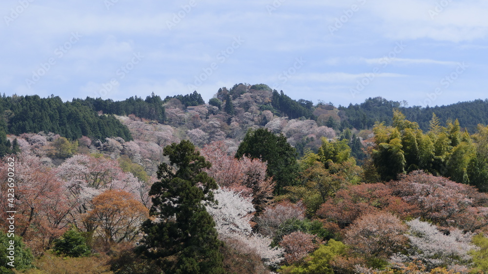 cherry blossom in yoshino-yama, japan