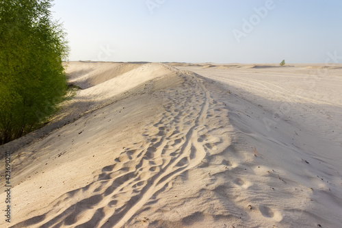 Sandy dune with footprints and tracks against trees and sky