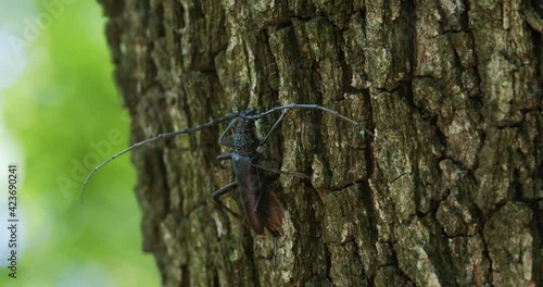 Cerambyx cerdo, the great capricorn beetle, on an oak tree bark photo