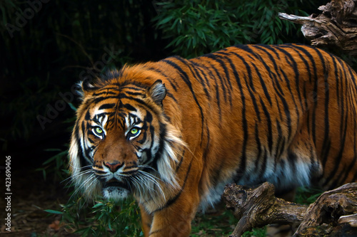 Close up of an adult large tiger.