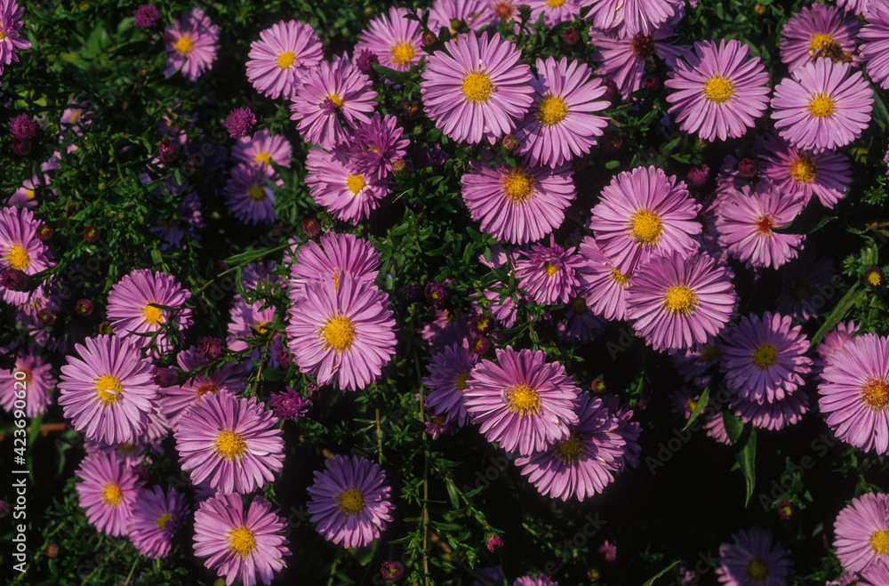 Aster, Symphyotrichum novae angliae Aster, Symphyotrichum novae angliae
