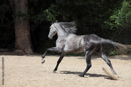Galloping andalusian horse against ranch background