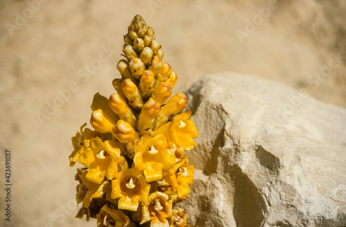 Cistanche, orobranche, Cistanche tubulosa, Tubulosa Cistanche, Désert du Néguev, Israel photo