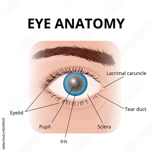 structure of the human eye with description