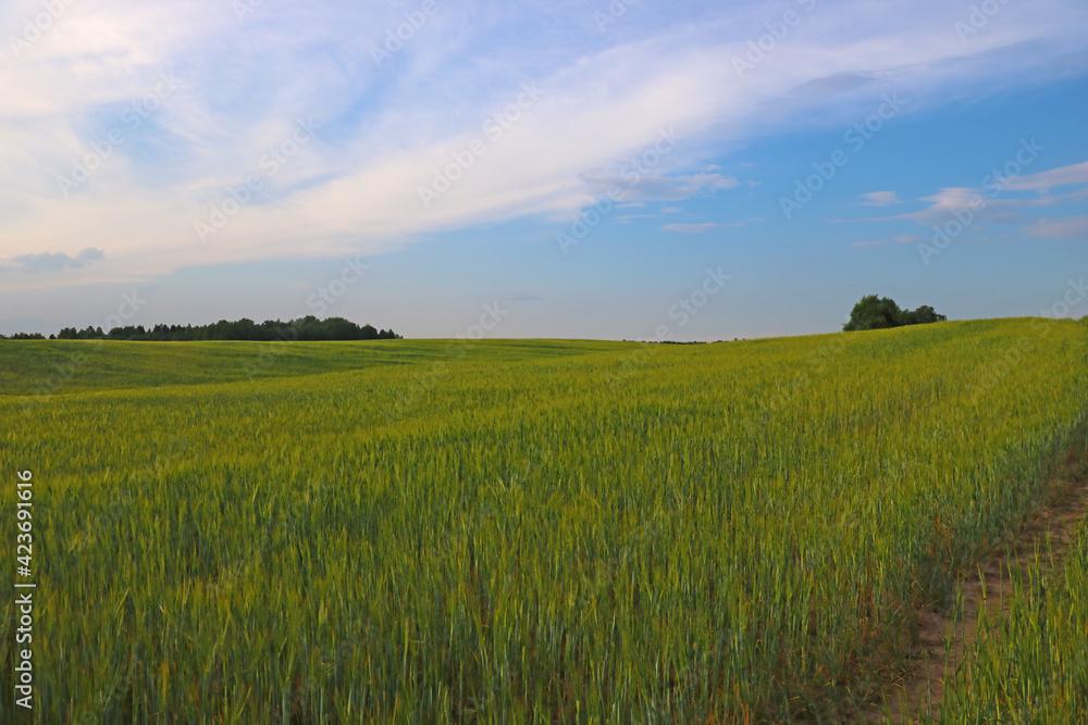 Beautiful young green wheat field on a sunny summer day in the countryside.