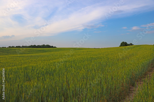 Beautiful young green wheat field on a sunny summer day in the countryside.