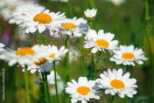 field daisies. many summer flowers in meadow on sunny day