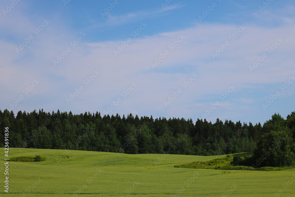 View of a young green field against a background of forest and blue sky.