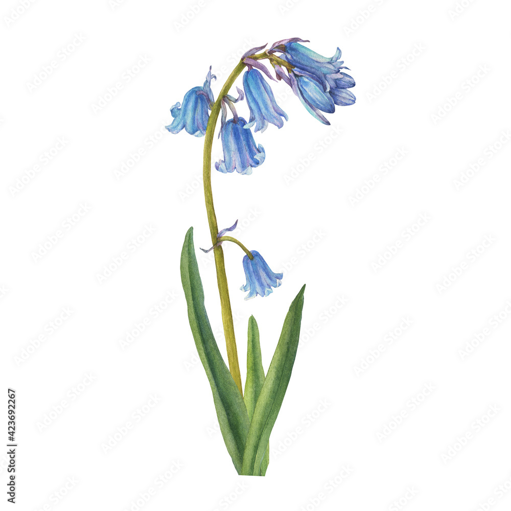 Blue hyacinthus flower (bluebell, Hyacinthoides massartiana, wild hyacinth,  fairy flower, bell bottle, snowdrop). Watercolor hand drawn painting  illustration isolated on white background. Stock Illustration