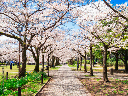 桜が咲く住宅地の公園 © oben901