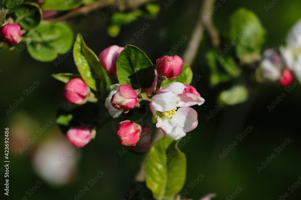 Blooming branch of apple tree in spring in the garden. Blooming branch of apple tree in spring in the garden.