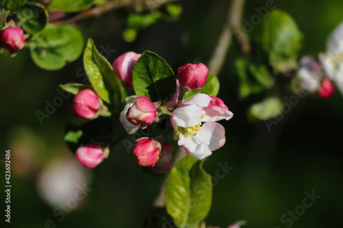 Blooming branch of apple tree in spring in the garden.