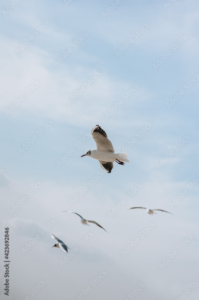 Obraz premium A flock of large, beautiful white sea gulls fly against the blue sky, soaring above the clouds and the ocean, spreading their long wings in sunny weather. Spring photography of birds.