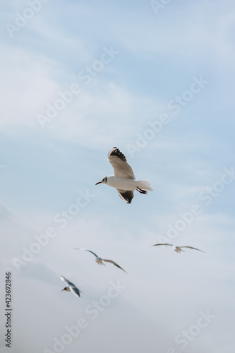 A flock of large, beautiful white sea gulls fly against the blue sky, soaring above the clouds and the ocean, spreading their long wings in sunny weather. Spring photography of birds.