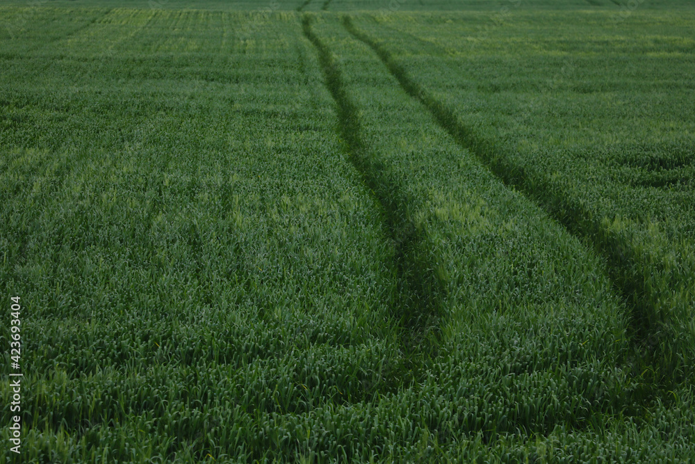 Obraz premium Young green wheat field in spring, texture, background.
