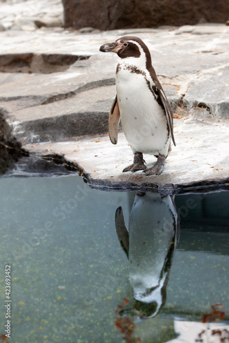 Penguin standing on rocky seashore with reflection on water