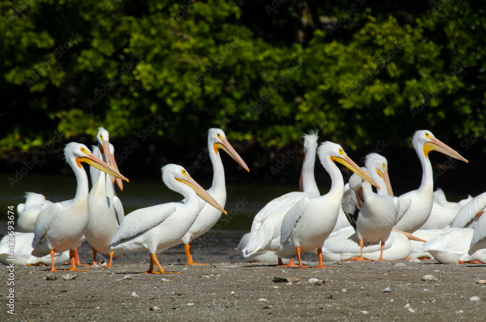 Obraz premium Pélican d'Amérique,.Pelecanus erythrorhynchos, American White Pelican