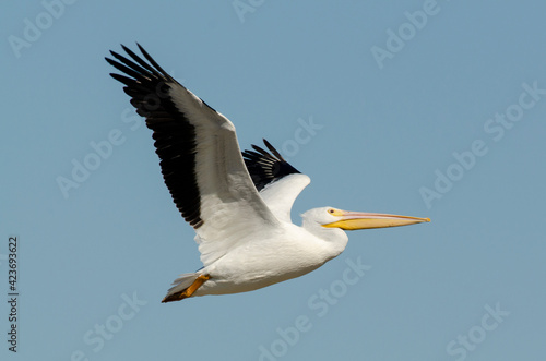 Pélican d'Amérique,.Pelecanus erythrorhynchos, American White Pelican © JAG IMAGES